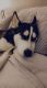 Siberian Husky Puppies for sale in Seabrook, NH, USA. price: NA