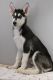 Siberian Husky Puppies for sale in West Chester Township, OH, USA. price: $550