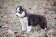 Siberian Husky Puppies for sale in Aurora, CO 80017, USA. price: NA