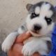 Siberian Husky Puppies for sale in Austin, TX, USA. price: $750