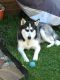 Siberian Husky Puppies for sale in York, PA, USA. price: $850