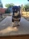 Siberian Husky Puppies for sale in Lancaster, PA, USA. price: $800