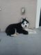 Siberian Husky Puppies for sale in Kissimmee, FL 34744, USA. price: $6,000