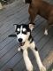 Siberian Husky Puppies for sale in Hendersonville, NC, USA. price: NA