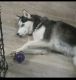 Siberian Husky Puppies for sale in Morrisville, PA 19067, USA. price: NA