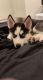 Siberian Husky Puppies for sale in 135 Donelson Pike, Nashville, TN 37214, USA. price: $600