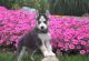 Siberian Husky Puppies for sale in Queen Creek, AZ 85142, USA. price: NA