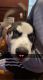 Siberian Husky Puppies for sale in Zeeland, MI 49464, USA. price: $400