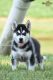 Siberian Husky Puppies for sale in Richmond, VA 23294, USA. price: NA