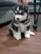 Siberian Husky Puppies for sale in Roselle, NJ 07203, USA. price: $1,800