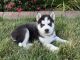 Siberian Husky Puppies for sale in St Paul, MN, USA. price: $800