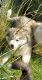 Siberian Husky Puppies for sale in Moshannon, PA 16859, USA. price: NA