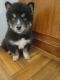Siberian Husky Puppies for sale in Central, SC 29630, USA. price: NA