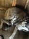 Siberian Husky Puppies for sale in Mt Sterling, KY 40353, USA. price: NA