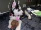 Siberian Husky Puppies for sale in Long Beach, NY, USA. price: NA