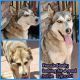 Siberian Husky Puppies for sale in Montclair, CA, USA. price: NA