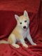 Siberian Husky Puppies for sale in Antelope, CA, USA. price: NA