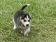 Siberian Husky Puppies for sale in Midland Park, NJ 07432, USA. price: NA
