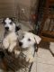 Siberian Husky Puppies for sale in 1926 E Roeser Rd, Phoenix, AZ 85040, USA. price: $450
