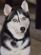 Siberian Husky Puppies for sale in Parma, OH, USA. price: NA