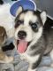 Siberian Husky Puppies for sale in Fremont, CA, USA. price: $1,200