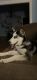 Siberian Husky Puppies for sale in Bell County, KY, USA. price: NA