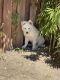 Siberian Husky Puppies for sale in West Hills, Los Angeles, CA, USA. price: NA