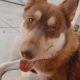 Siberian Husky Puppies for sale in Tinley Park, IL, USA. price: $400