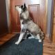 Siberian Husky Puppies for sale in Rifle, CO 81650, USA. price: $1,200