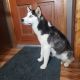 Siberian Husky Puppies for sale in Rifle, CO 81650, USA. price: $1,500