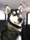 Siberian Husky Puppies for sale in Canby, OR 97013, USA. price: NA