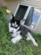 Siberian Husky Puppies for sale in Shakopee, MN, USA. price: NA