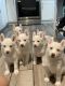 Siberian Husky Puppies for sale in Compton, CA, USA. price: NA