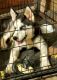 Siberian Husky Puppies for sale in Franklin, NC 28734, USA. price: $350