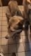 Siberian Husky Puppies for sale in Manteca, CA, USA. price: NA