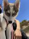 Siberian Husky Puppies for sale in Daly City, CA, USA. price: $2,250