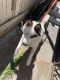 Siberian Husky Puppies for sale in 666 11th St, Richmond, CA 94801, USA. price: $750