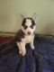 Siberian Husky Puppies for sale in Reedsville, OH 45772, USA. price: $500