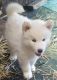 Siberian Husky Puppies for sale in Federal Way, WA 98003, USA. price: NA