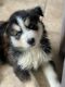 Siberian Husky Puppies for sale in Melbourne, FL, USA. price: NA