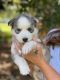 Siberian Husky Puppies for sale in York, SC 29745, USA. price: $500