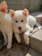 Siberian Husky Puppies for sale in Oxnard, CA, USA. price: $650