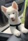 Siberian Husky Puppies for sale in Conyers, GA, USA. price: NA