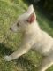 Siberian Husky Puppies for sale in Pittsburgh, PA, USA. price: $1,300