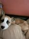 Siberian Husky Puppies for sale in Colorado Springs, CO, USA. price: $550