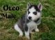 Siberian Husky Puppies for sale in Lancaster, OH 43130, USA. price: NA