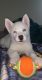 Siberian Husky Puppies for sale in 13 Leonard Pl, Albany, NY 12202, USA. price: $1,800