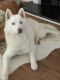Siberian Husky Puppies for sale in Lawrenceville, GA, USA. price: $1,000