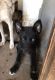 Siberian Husky Puppies for sale in Mesa, AZ, USA. price: $450