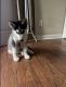 Siberian Husky Puppies for sale in Jacksonville, NC, USA. price: NA